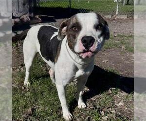 WRANGLER - Male American Pit Bull Terrier Dog for Adoption - Photo #2