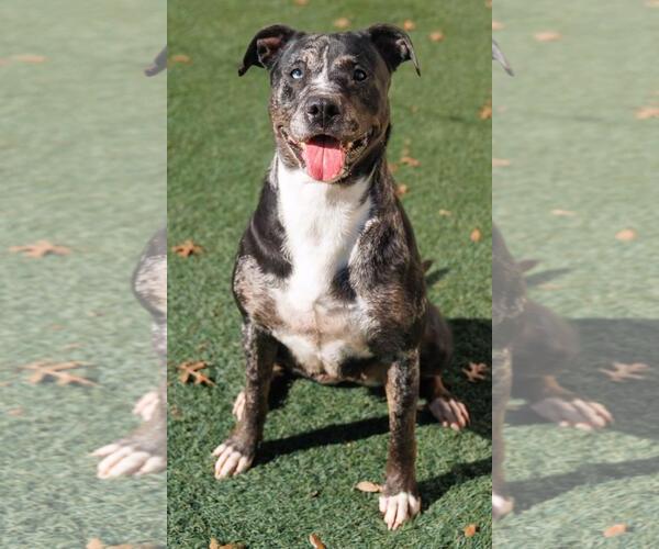 Medium Photo #13 Catahoula Leopard Dog-Labrador Retriever Mix Puppy For Sale in Rockwall, TX, USA
