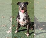 Small #12 Catahoula Leopard Dog-Labrador Retriever Mix