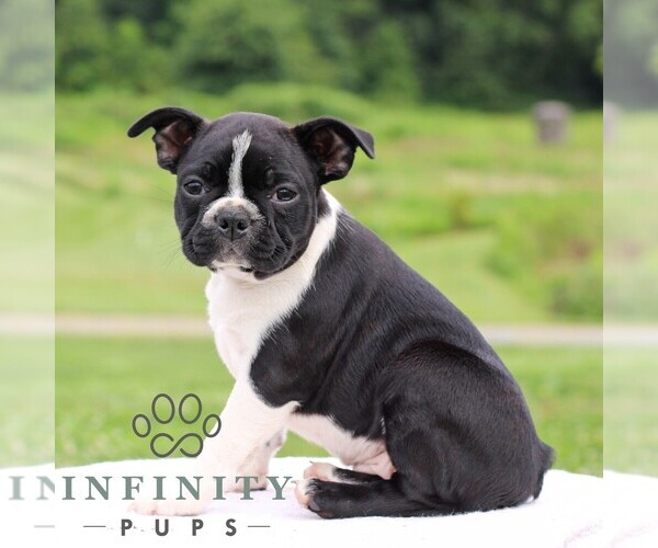 Medium Photo #4 Boston Terrier Puppy For Sale in MANHEIM, PA, USA