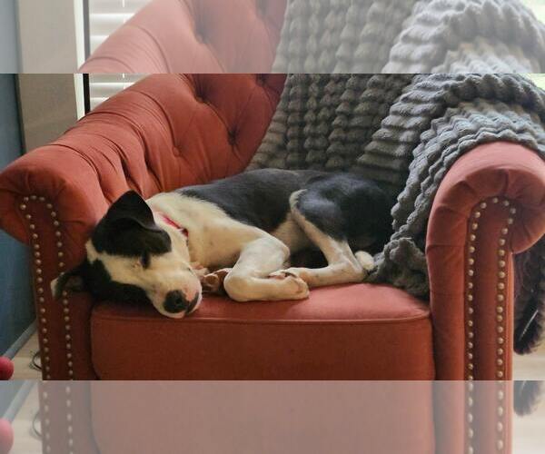 Medium Photo #3 Border Collie-Staffordshire Bull Terrier Mix Puppy For Sale in Wakefield, RI, USA