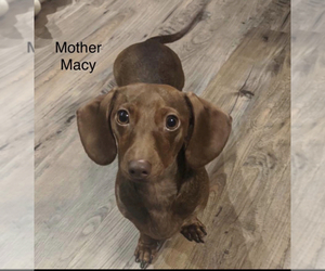 Mother of the Dachshund puppies born on 07/20/2023
