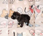Small #6 Yorkshire Terrier