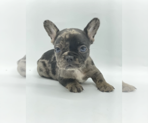 French Bulldog Puppy for sale in FISHER ISLAND, FL, USA