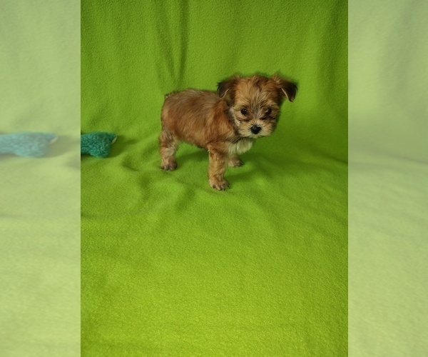 Medium Photo #6 Maltese Puppy For Sale in LAPEER, MI, USA
