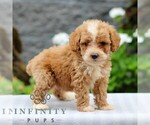 Small #3 Poodle (Miniature)