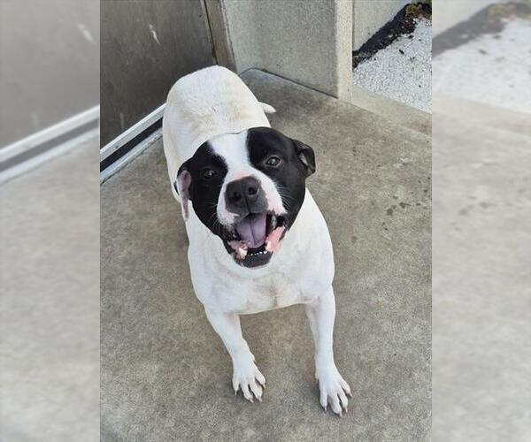 Medium Photo #2 Mutt Puppy For Sale in Decatur, IL, USA