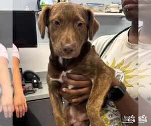 Labrador Retriever-Unknown Mix Dogs for adoption in Washington, DC, USA