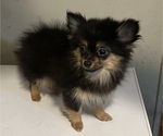 Puppy 1 Chiranian