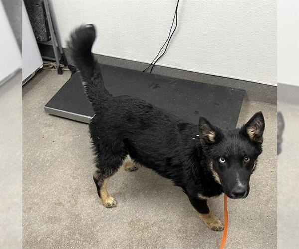 Medium Photo #1 German Shepherd Dog-Unknown Mix Puppy For Sale in HESPERIA, CA, USA