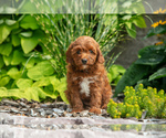 Puppy Riley Goldendoodle (Miniature)