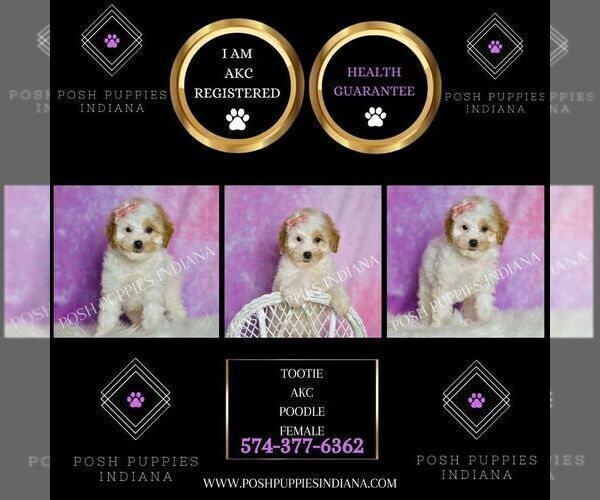 Medium Photo #2 Poodle (Toy) Puppy For Sale in WARSAW, IN, USA