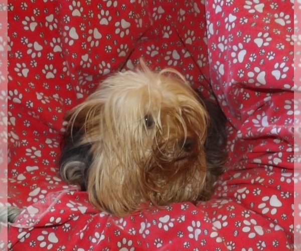 Medium Photo #4 Yorkshire Terrier Puppy For Sale in PATERSON, NJ, USA