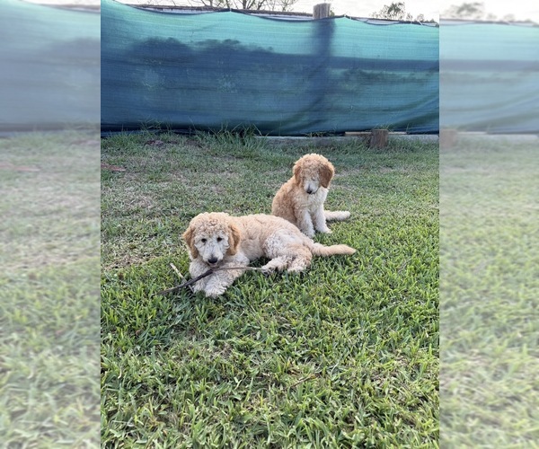 Medium Photo #1 Poodle (Standard) Puppy For Sale in NEW PORT RICHEY, FL, USA