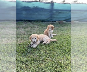 Poodle (Standard) Puppy for sale in NEW PORT RICHEY, FL, USA