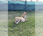 Small Poodle (Standard)