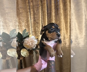 Medium American Bully