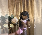 Puppy Puppy 1 American Bully