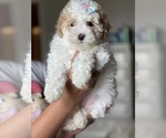 Puppy Puppy 1 Poodle (Toy)