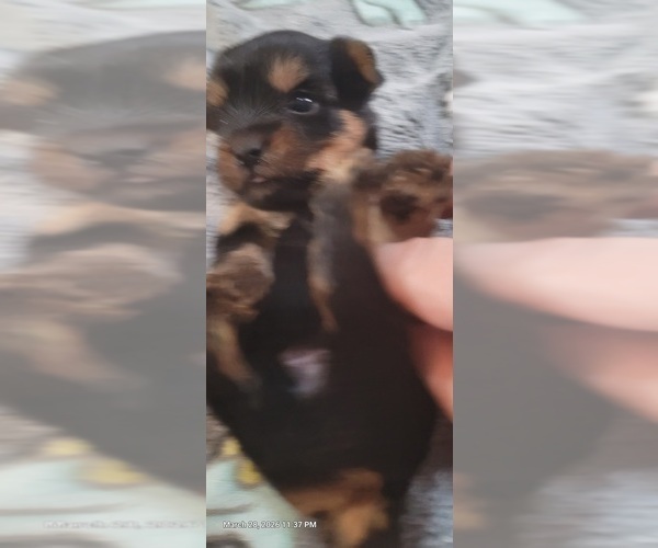 Medium Photo #86 Yorkshire Terrier Puppy For Sale in AKRON, OH, USA