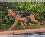 Small #4 German Shepherd Dog Mix
