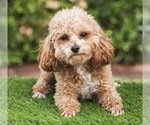 Small Photo #1 Poodle (Miniature) Puppy For Sale in ORMOND BEACH, FL, USA