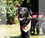 Small Labrador Retriever Mix