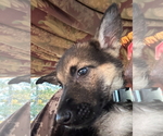 Puppy Sassy native German Shepherd Dog