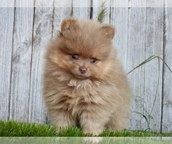 Medium Photo #18 Pomeranian Puppy For Sale in TAMPA, FL, USA