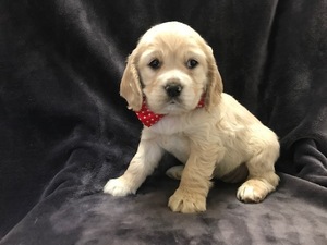 Cocker Spaniel Puppy for sale in NARVON, PA, USA