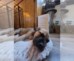 Small #2 German Shepherd Dog Mix