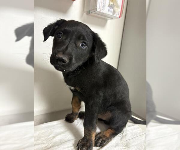 Medium Photo #1 Mutt Puppy For Sale in Bakersfield, CA, USA