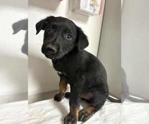 Mutt Dogs for adoption in Bakersfield, CA, USA