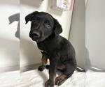 Small Mutt