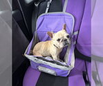 Small #1 French Bulldog Mix
