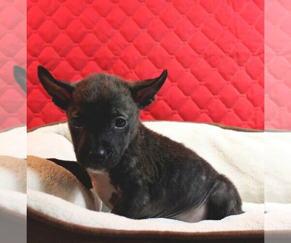 Medium Photo #22 Rottweiler-Unknown Mix Puppy For Sale in Spring, TX, USA