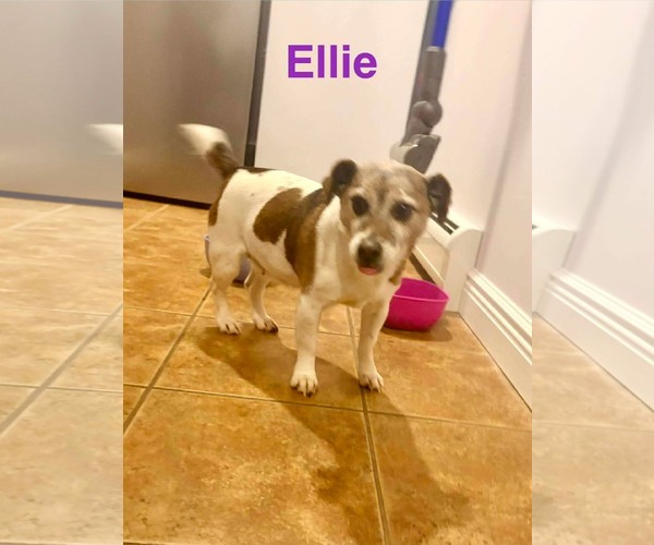 Medium Photo #3 Jack Russell Terrier-Unknown Mix Puppy For Sale in Westwood, NJ, USA