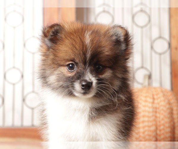 Medium Photo #1 Pomeranian Puppy For Sale in NAPLES, FL, USA