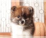 Small Pomeranian