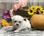 Small #13 Maltese