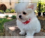 Small Photo #2 Shih-Poo Puppy For Sale in LOS ANGELES, CA, USA