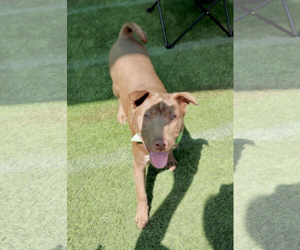 Medium Photo #11 Labrador Retriever-Unknown Mix Puppy For Sale in Dana Point, CA, USA