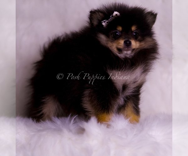 Medium Photo #82 Pomeranian Puppy For Sale in WARSAW, IN, USA