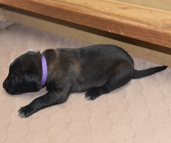Medium Photo #1 Belgian Malinois Puppy For Sale in LA PINE, OR, USA