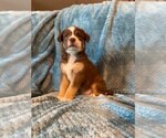 Small Photo #2 Sheprador Puppy For Sale in BUCKEYE, AZ, USA
