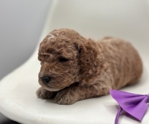Goldendoodle Puppy for sale in CRESTON, OH, USA