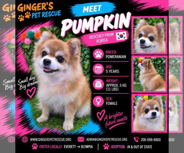 Medium Photo #1 Pomeranian Puppy For Sale in Seattle, WA, USA