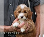Small #4 Goldendoodle (Miniature)