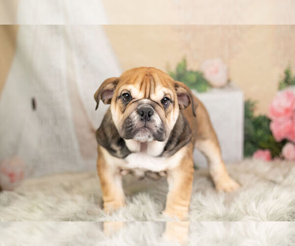 Medium Photo #11 English Bulldog Puppy For Sale in WARSAW, IN, USA