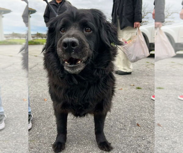 Medium Photo #2 Mutt Puppy For Sale in Woodland Hills, CA, USA